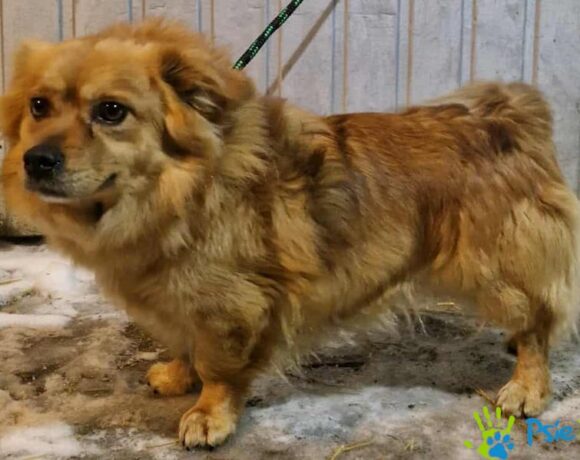 KUDŁATEK z Krzeszowic KUDŁATEK z Krzeszowic