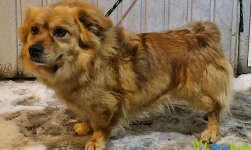 KUDŁATEK z Krzeszowic