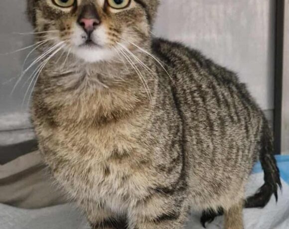 Kocurek TEDIK Kocurek TEDIK