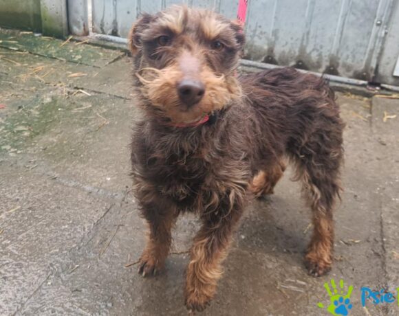 TERI rezerwacja TERI rezerwacja