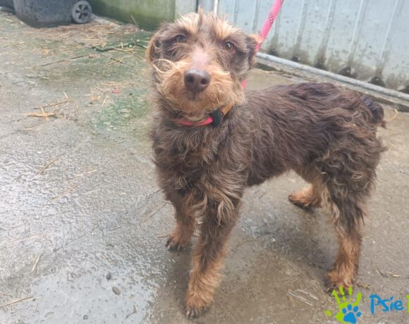 TERI rezerwacja TERI rezerwacja