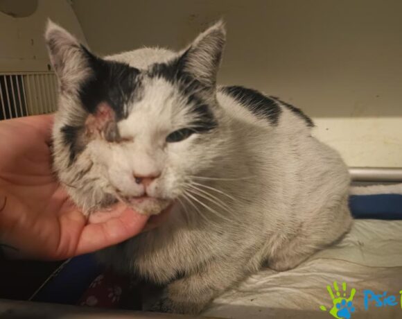 Kocurek ZGRZYTEK-RYSIEK Kocurek ZGRZYTEK-RYSIEK