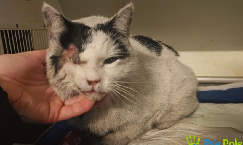 Kocurek ZGRZYTEK-RYSIEK