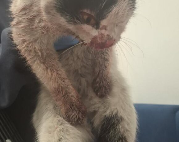 Kocurek ZGRZYTEK-RYSIEK Kocurek ZGRZYTEK-RYSIEK