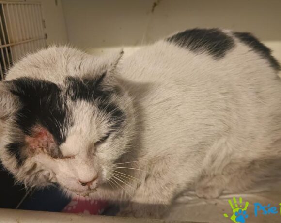 Kocurek ZGRZYTEK-RYSIEK Kocurek ZGRZYTEK-RYSIEK