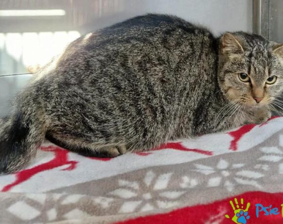 Kotka TIGA Kotka TIGA