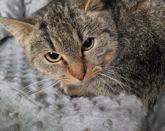 Kotka TIGA Kotka TIGA