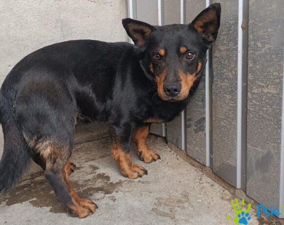 PĘTLICZEK PĘTLICZEK