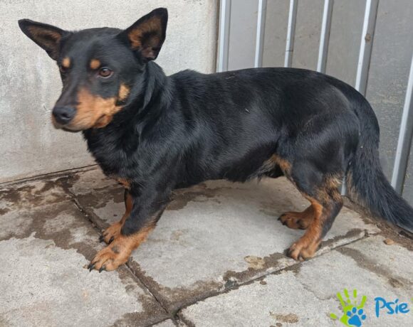 PĘTLICZEK PĘTLICZEK