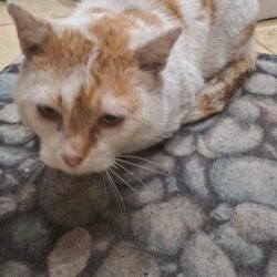 Kocurek RUDAŚ rezerwacja