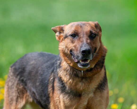 SATYRA