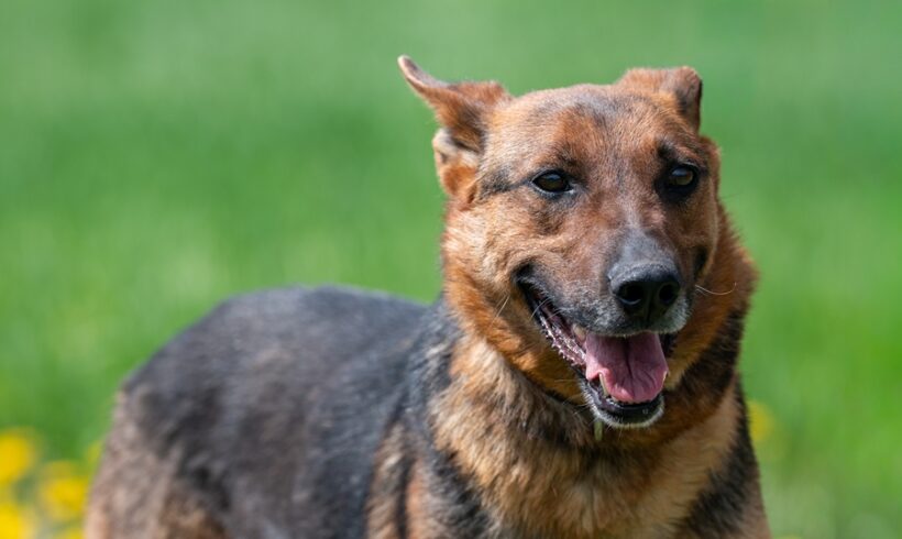 SATYRA