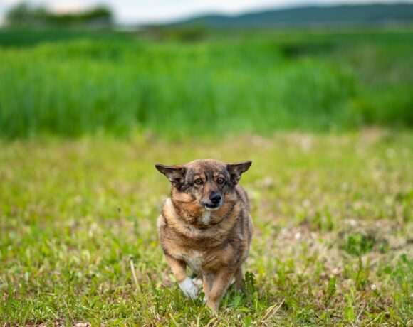 GRUBCIA