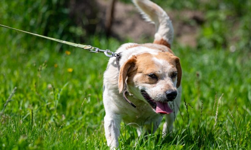 KUMO