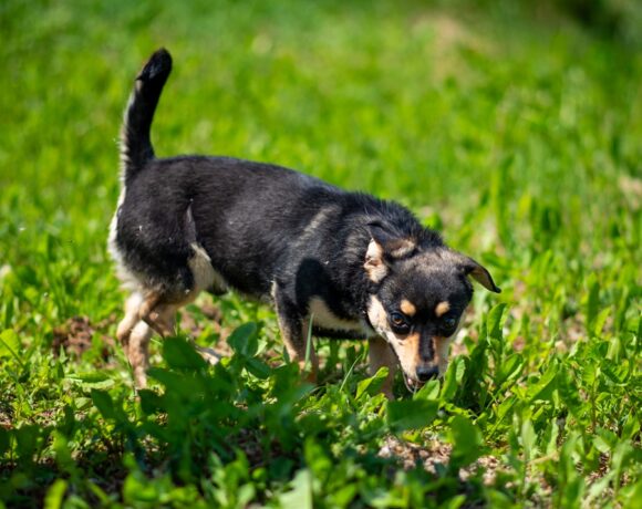 PUPILEK