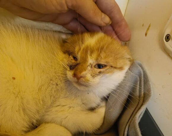 Kotka PUSZENKA Kotka PUSZENKA