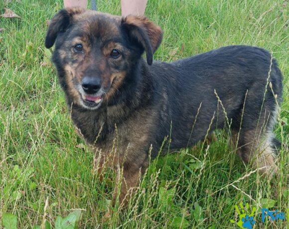 FORTI FORTI
