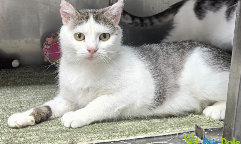 Kotka KAWA