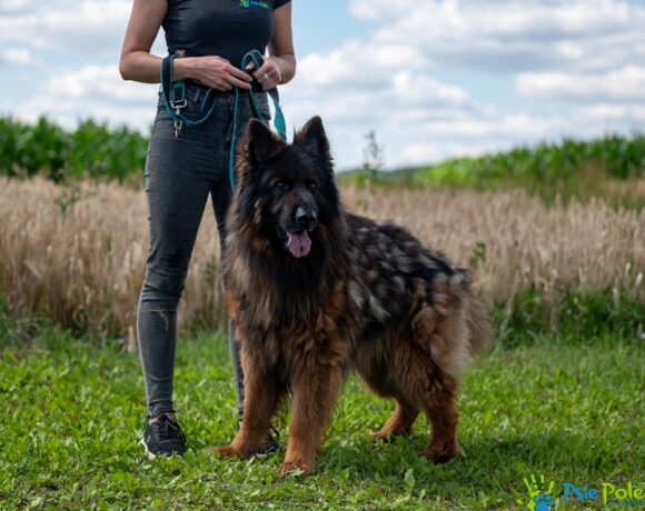 ROKI