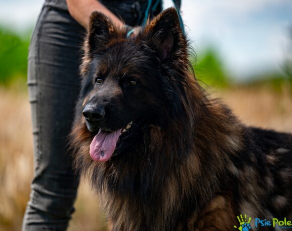 ROKI
