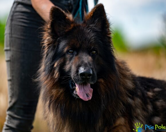 ROKI