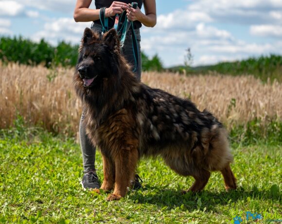 ROKI