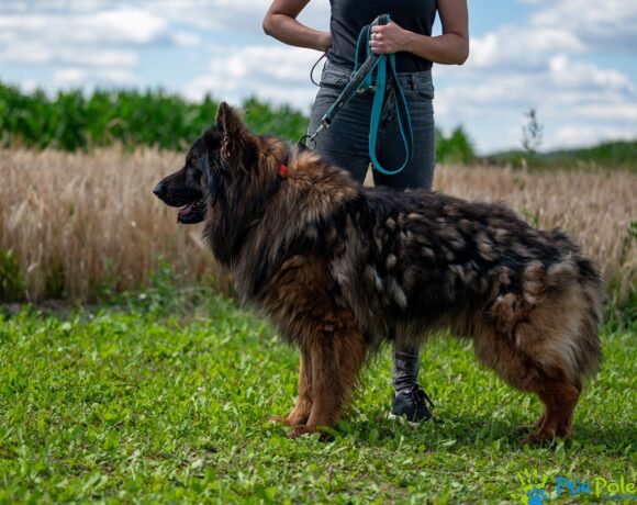 ROKI