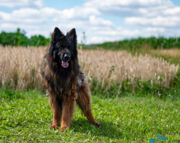 ROKI