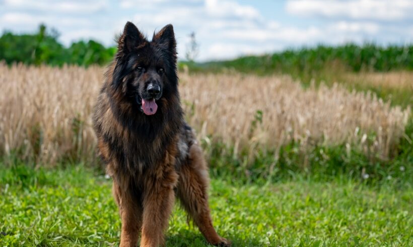 ROKI