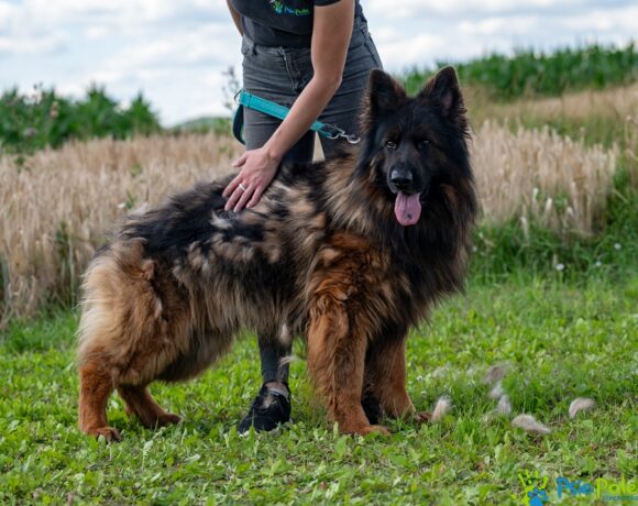 ROKI