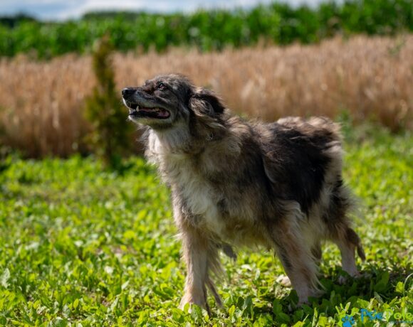 ZELDA ZELDA