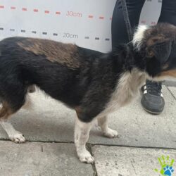 BAZYLISZEK