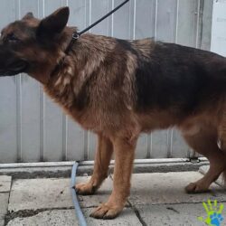 CHAMPION TRAMP z Biskupic