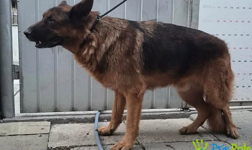 CHAMPION TRAMP z Biskupic