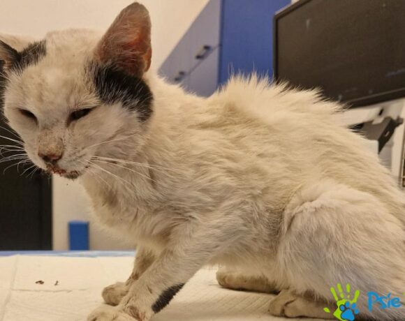 Kocurek JACA