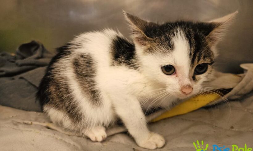 Kotka DOKSYSIA