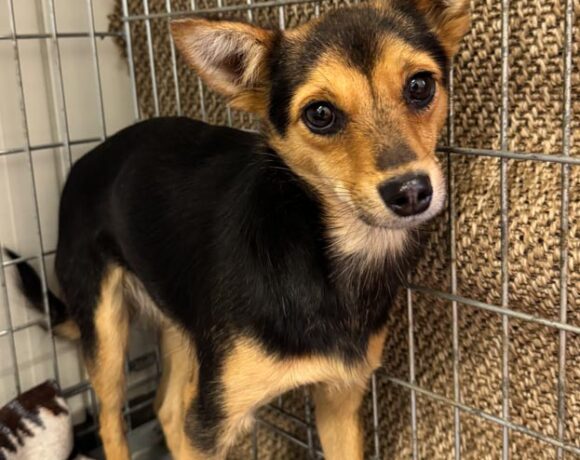 ERISKA ERISKA