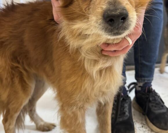 PUMPERNIKIEL PUMPERNIKIEL